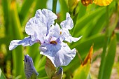 Tall Bearded Iris, Iris Germanica Touch Of Bronze, Breeder : Blyth 1983, flower