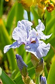 Tall Bearded Iris, Iris Germanica Touch Of Bronze, Breeder : Blyth 1983, flower