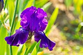 Tall Bearded Iris, Iris Germanica Violet Miracle, Breeder : Zurbrigg 1979, flower