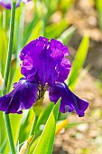 Tall Bearded Iris, Iris Germanica Violet Miracle, Breeder : Zurbrigg 1979, flower