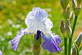 Tall Bearded Iris, Iris Germanica Clarence, Breeder : Zurbrigg 1991, flower