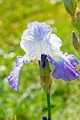 Tall Bearded Iris, Iris Germanica Clarence, Breeder : Zurbrigg 1991, flower
