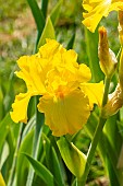 Tall Bearded Iris, Iris Germanica Spanish Sun, Breeder : Varner 1974, floawer