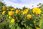 Ten-Petaled Sunflower, Helianthus decapetalus Plenus, flowers