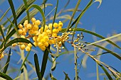 Wirilda (Acacia retinoides), flowers, Brittany, France