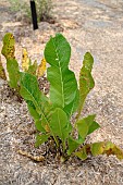 Horseradish (Armoracia rusticana)