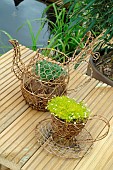 Garden decoration, short plants in a cup and a teapot made of wire mesh