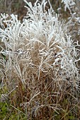 Frosted grasses (Miscanthus sp) in winter
