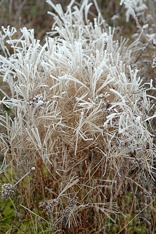 Frosted_grasses_Miscanthus_sp_in_winter