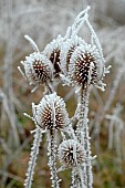 Frosted thistles in winter