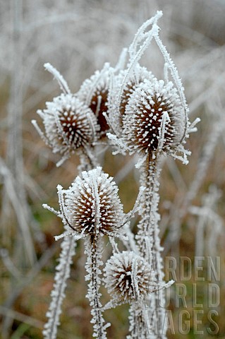 Frosted_thistles_in_winter