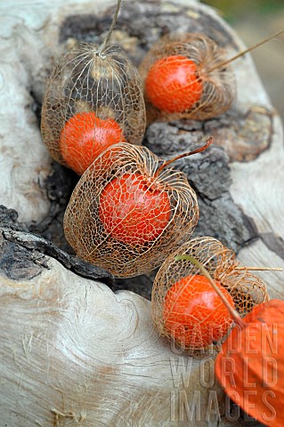 Chinese_lantern_Physalis_alkekengi_a_vitaminpacked_berry_rich_in_nutrients_and_trace_elements