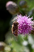 Hover fly (Eristalinus taeniops) male on Creeping thistle (Cirsium arvense) flower, Gard, France