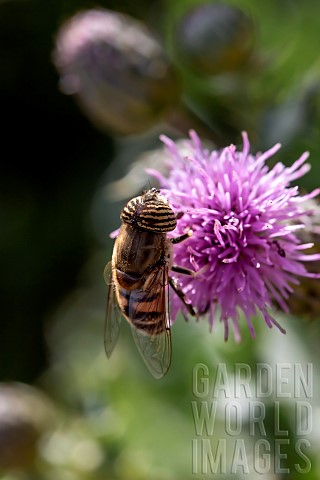 Hover_fly_Eristalinus_taeniops_male_on_Creeping_thistle_Cirsium_arvense_flower_Gard_France