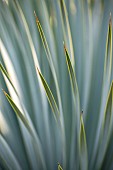 Narrow foliage of Beaked yucca (Yucca rostrata)