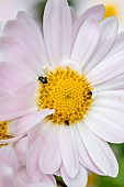 Common pollen beetles (Brassicogethes aeneus) on Chrysanthemum flower, Indre-et-Loire, France