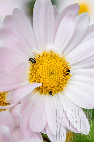 Common_pollen_beetles_Brassicogethes_aeneus_on_Chrysanthemum_flower_IndreetLoire_France