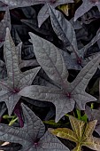 Ornamental Sweet potato (Ipomoea batatas) Black Tone