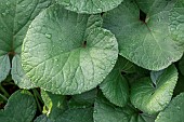 Winter Heliotrope (Petasites pyrenaicus) leaves in autumn, Cotes-dArmor, France