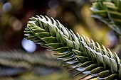 Monkey puzzle tree(A raucaria araucana) leaves