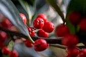 Holly (Ilex aquifolium) berries in november, Cotes-dArmor, France