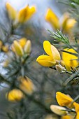 Gorse (Ulex europaeus) ?owering in autumn, Cotes-dArmor, France