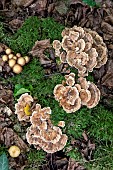 Hairy Curtain Crust (Stereum hirsutum) in lowland deciduous forest in autumn, Forêt de la Reine massif near Ansauville, Lorraine, France