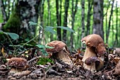 Summer Cep (Boletus reticulatus) in a lowland deciduous forest in autumn, Forêt de la Reine massif near Ansauville, Lorraine, France