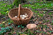 Summer Cep (Boletus reticulatus) harvest in a lowland deciduous forest in autumn, Forêt de la Reine massif near Ansauville, Lorraine, France