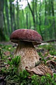 Summer Cep (Boletus reticulatus) in a lowland deciduous forest in autumn, Forêt de la Reine massif near Ansauville, Lorraine, France