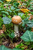 Panther mushroom (Amanita pantherina) in a lowland deciduous forest in autumn, Forêt de la Reine massif near Ansauville, Lorraine, France