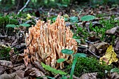 Golden Coral fungus (Ramaria aurea) in a lowland deciduous forest in autumn, Forêt de la Reine massif near Ansauville, Lorraine, France