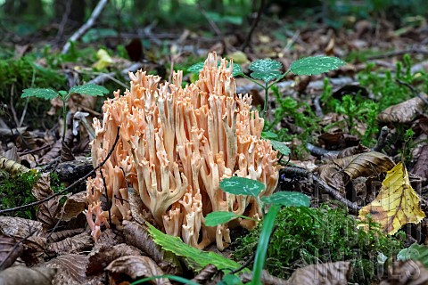 Golden_Coral_fungus_Ramaria_aurea_in_a_lowland_deciduous_forest_in_autumn_Fort_de_la_Reine_massif_ne