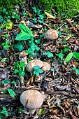 Summer Cep (Boletus reticulatus) in a lowland deciduous forest in autumn, Forêt de la Reine massif near Ansauville, Lorraine, France