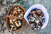 Summer Cep (Boletus reticulatus) harvest in a lowland deciduous forest in autumn, Forêt de la Reine massif near Ansauville, Lorraine, France