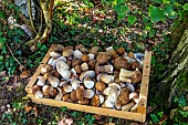 Cèpe dété (Boletus reticulatus) harvest in a lowland deciduous forest in autumn, Forêt de la Reine massif near Ansauville, Lorraine, France