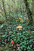 Fly agaric (Amanita muscaria) in a lowland deciduous forest in autumn, Forêt de la Reine massif near Ansauville, Lorraine, France