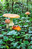 Fly agaric (Amanita muscaria) in a lowland deciduous forest in autumn, Forêt de la Reine massif near Ansauville, Lorraine, France