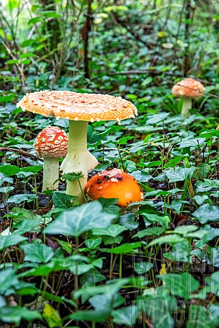 Fly_agaric_Amanita_muscaria_in_a_lowland_deciduous_forest_in_autumn_Fort_de_la_Reine_massif_near_Ans