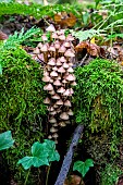 Bonnet mycena (Mycena galericulata) tuft in an old mossy stimp in the mixed forest around Le Tholy in the Vosges, France