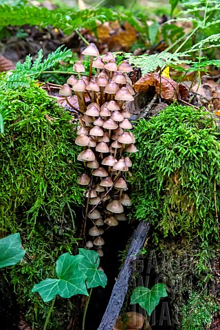 Bonnet_mycena_Mycena_galericulata_tuft_in_an_old_mossy_stimp_in_the_mixed_forest_around_Le_Tholy_in_