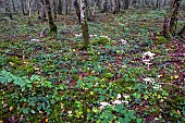 Mushrooms round, characteristic circle of growth in some mushrooms e.g. Funnel caps, Milkcaps and Wood hedgehog in an undergrowth in autumn, deciduous forest near Ansauville, Lorraine, France