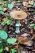 Panther mushroom (Amanita pantherina) in a lowland deciduous forest in autumn, Forêt de la Reine massif near Ansauville, Lorraine, France