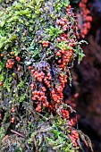 Myxomycetes Eukaryotes also called amoeboid fungi, possibly of the genus Trichia, on a mossy stump in a mixed forest in autumn near Le Tholy in the Vosges, France