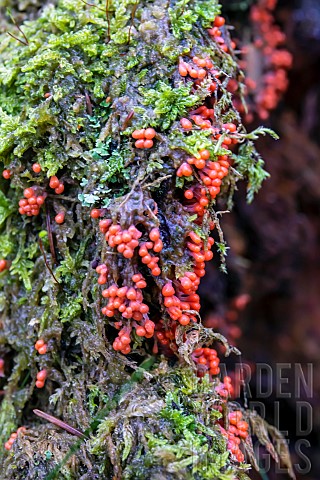 Myxomycetes_Eukaryotes_also_called_amoeboid_fungi_possibly_of_the_genus_Trichia_on_a_mossy_stump_in_
