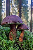 Bay bolete (Imleria badia) undergrowth, coniferous forest in autumn, around Le Tholy, Vosges, France