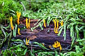 Yellow staghorn fungus (Calocera viscosa) on a dead conifer trunk in autumn, mixed forest near Le Tholy in the Vosges, France