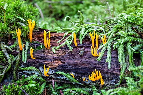 Yellow_staghorn_fungus_Calocera_viscosa_on_a_dead_conifer_trunk_in_autumn_mixed_forest_near_Le_Tholy