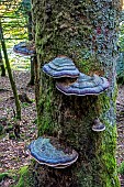 Bracket fungus, to be determined, on a dead conifer trunk in autumn, mixed forest near Le Tholy in the Vosges, France