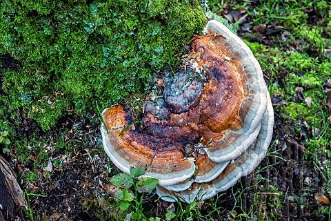 Bracket_fungus_to_be_determined_on_an_old_stump_in_autumn_mixed_forest_near_Le_Tholy_in_the_Vosges_F